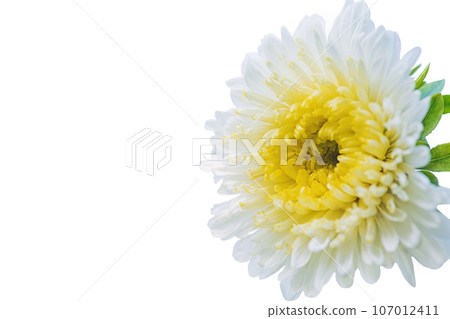 White aster flower isolate. Macro photo of a white flower with yellow petals and green leaves. 107012411