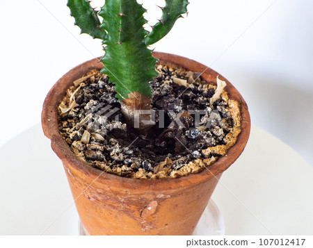 calathea white fusion vermehren Calathea White Fusion – Bloomspace main image 0