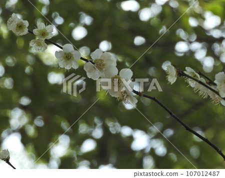 White plum 107012487