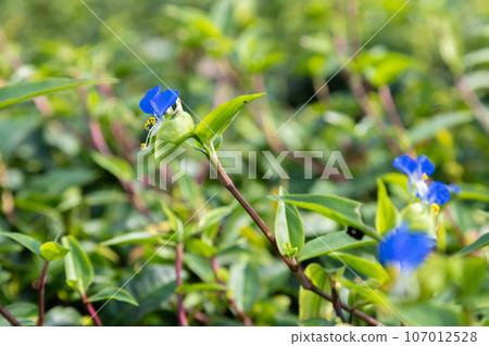 白晝花 野花 小花 白晝花 野花 小花 107012528