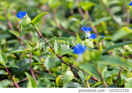 露水草,藍色的花朵,雜草 露水草,藍色的花朵,雜草 107012530