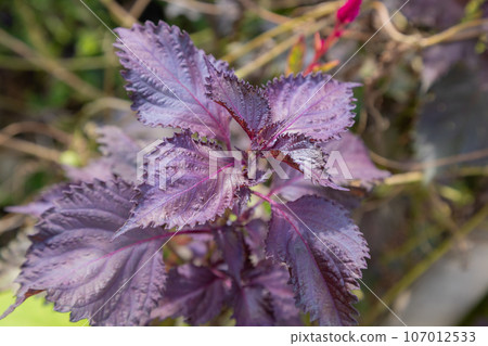 Red shiso growing in the field, autumn in Shizuoka Red shiso growing in the field, autumn in Shizuoka 107012533