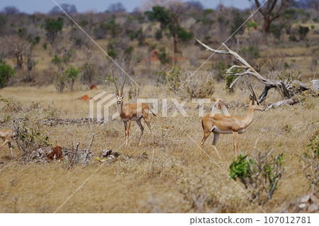 Male and female Grant's gazelles on African savanna at Tsavo East National Park in Kenya Male and female Grant's gazelles on African savanna at Tsavo East National Park in Kenya 107012781