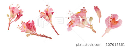 Aesculus x carnea or red horse chestnut isolated on white background. Top view. Flat lay 107012861