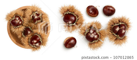 opened sweet chestnut in wooden bowl isolated on white. Top view. Flat lay opened sweet chestnut in wooden bowl isolated on white. Top view. Flat lay 107012865