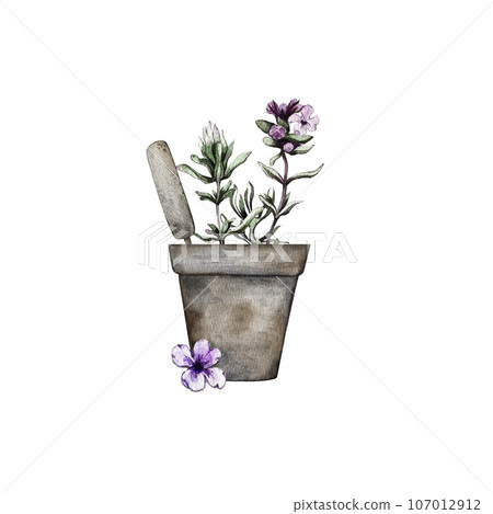 Composition of leaves and branches of thyme. High quality watercolor illustration 107012912