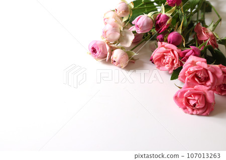 白色背景上的粉紅玫瑰花束 白色背景上的粉紅玫瑰花束 107013263