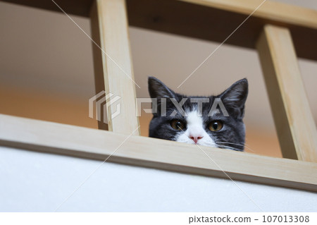 cat peeking from the loft 107013308