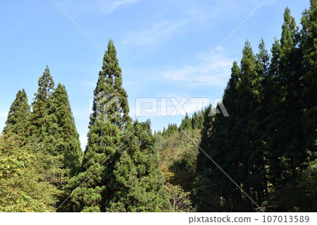 雪松樹針葉林 107013589