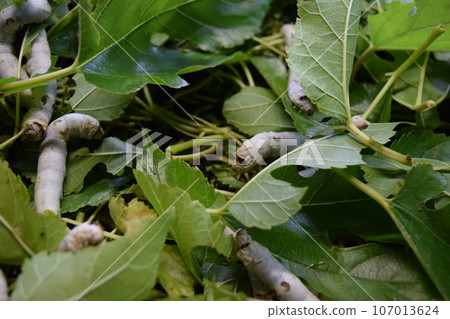 Kaiko桑葉絲綢農場 107013624