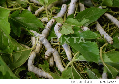 Kaiko桑葉絲綢農場 107013627