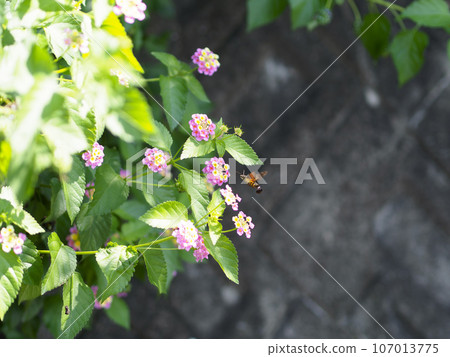 馬纓丹花和花蜜吸吮花蜜 107013775
