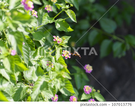 Lantana flowers and nectar sucking nectar Lantana flowers and nectar sucking nectar 107013776