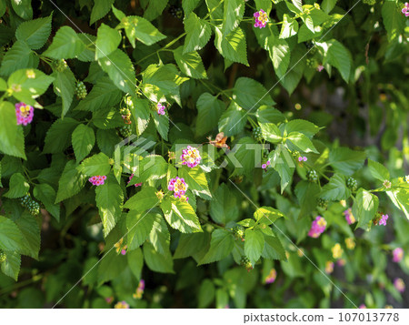 馬纓丹花和花蜜吸吮花蜜 馬纓丹花和花蜜吸吮花蜜 107013778