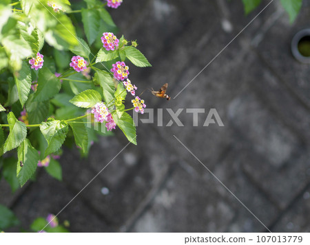 馬纓丹花和花蜜吸吮花蜜 馬纓丹花和花蜜吸吮花蜜 107013779