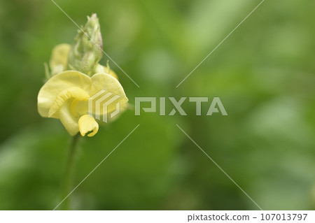 Yabzuruazuki 107013797