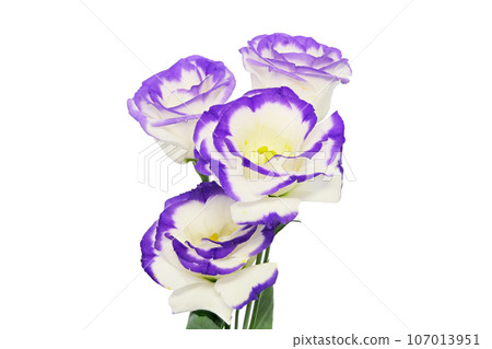 [Turkish Gyo] (Depth synthesis) 107013951