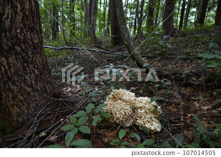 Natural Honeiratake Natural Honeiratake 107014505