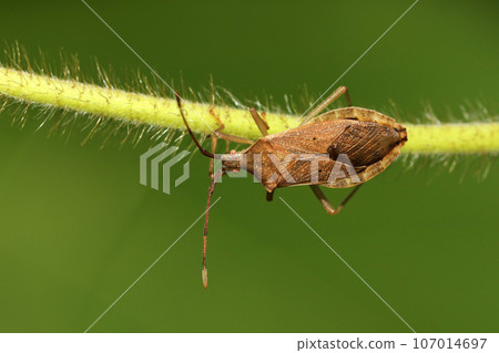 Hoshi Hararillo Helicopter bug 107014697