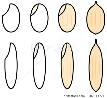 稻米、米粒的向量圖解集 107014721