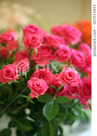 Roses of Bansuiso Roses of Bansuiso 107014843