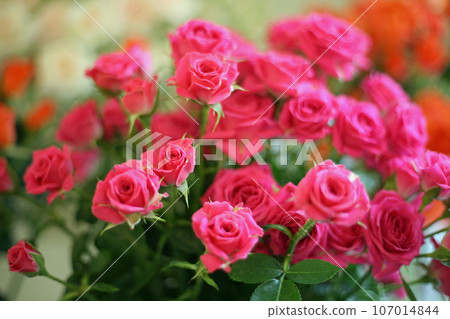 Roses of Bansuiso Roses of Bansuiso 107014844