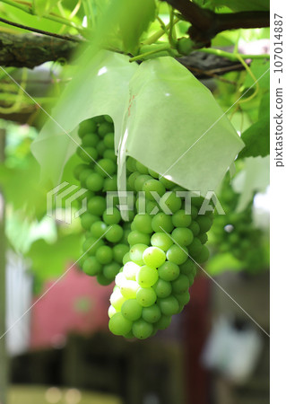 delaware young 107014887