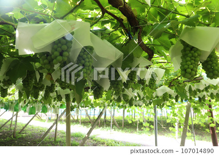 Delaware cultivation 107014890