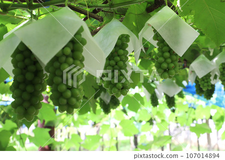 栽培葡萄 107014894