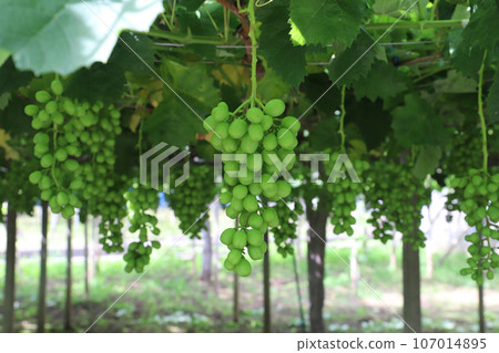 Cultivation grapes 107014895
