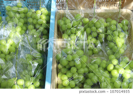 Shine Muscat shipping Shine Muscat shipping 107014935