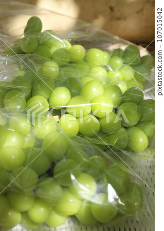 Shine Muscat delivery 107015042