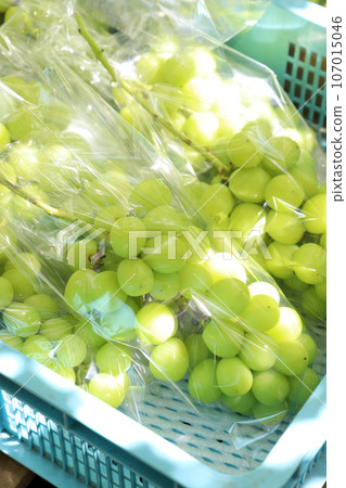 Grape harvest 107015046