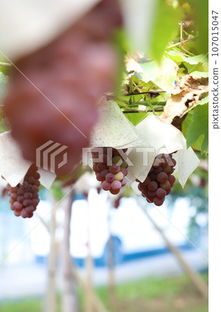 Colored Delaware 107015047