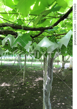 delaware tree 107015060