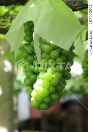 fruitful grapes 107015061