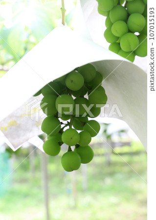 grape farmer work grape farmer work 107015193