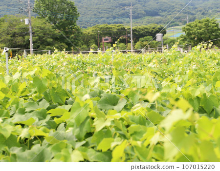 on the grape farm 107015220