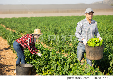 Female farm worker harvests bell peppers while man carries basket of bell peppers 107015349