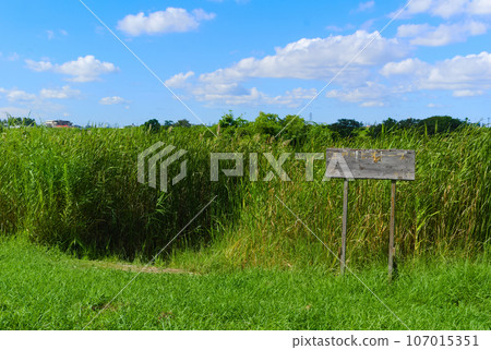 千葉縣市川市江戶川生境 2023 年 9 月 107015351