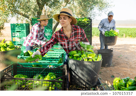 Team of farmers sorting green bell peppers in backyard of farm after harvest Team of farmers sorting green bell peppers in backyard of farm after harvest 107015357