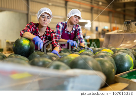 Women sorting watermelons during work day in vegetable factory Women sorting watermelons during work day in vegetable factory 107015358