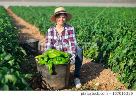 Positive woman harvesting fresh bell peppers on plantation Positive woman harvesting fresh bell peppers on plantation 107015359