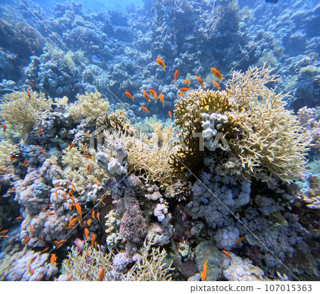 Coral reef in the Red Sea next to Sharm El-Sheikh 107015363