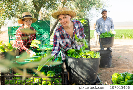 Woman farmer sorting green pepper outdoors Woman farmer sorting green pepper outdoors 107015406