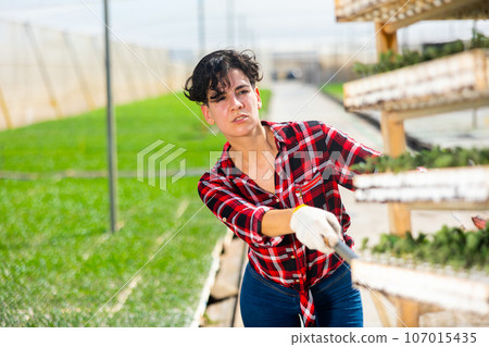 Experienced young woman farm worker carring cart with boxes of green sprouts in greenhouse Experienced young woman farm worker carring cart with boxes of green sprouts in greenhouse 107015435