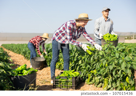 Woman picking green pepper on field Woman picking green pepper on field 107015436