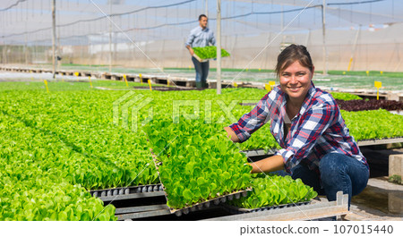 Experienced woman worker stacking box with seedlings in greenhouse. Man carries box in background Experienced woman worker stacking box with seedlings in greenhouse. Man carries box in background 107015440