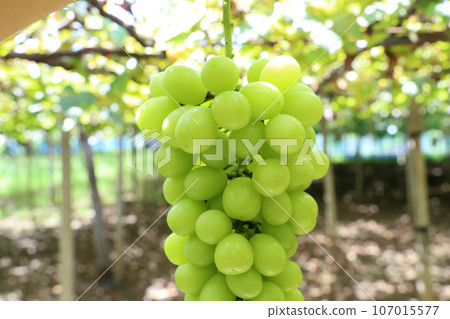 Delicious fruit Shine Muscat 107015577