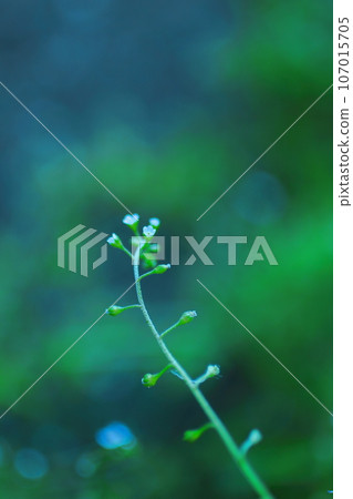 Miyamatanidate with new buds sprouting Miyamatanidate with new buds sprouting 107015705